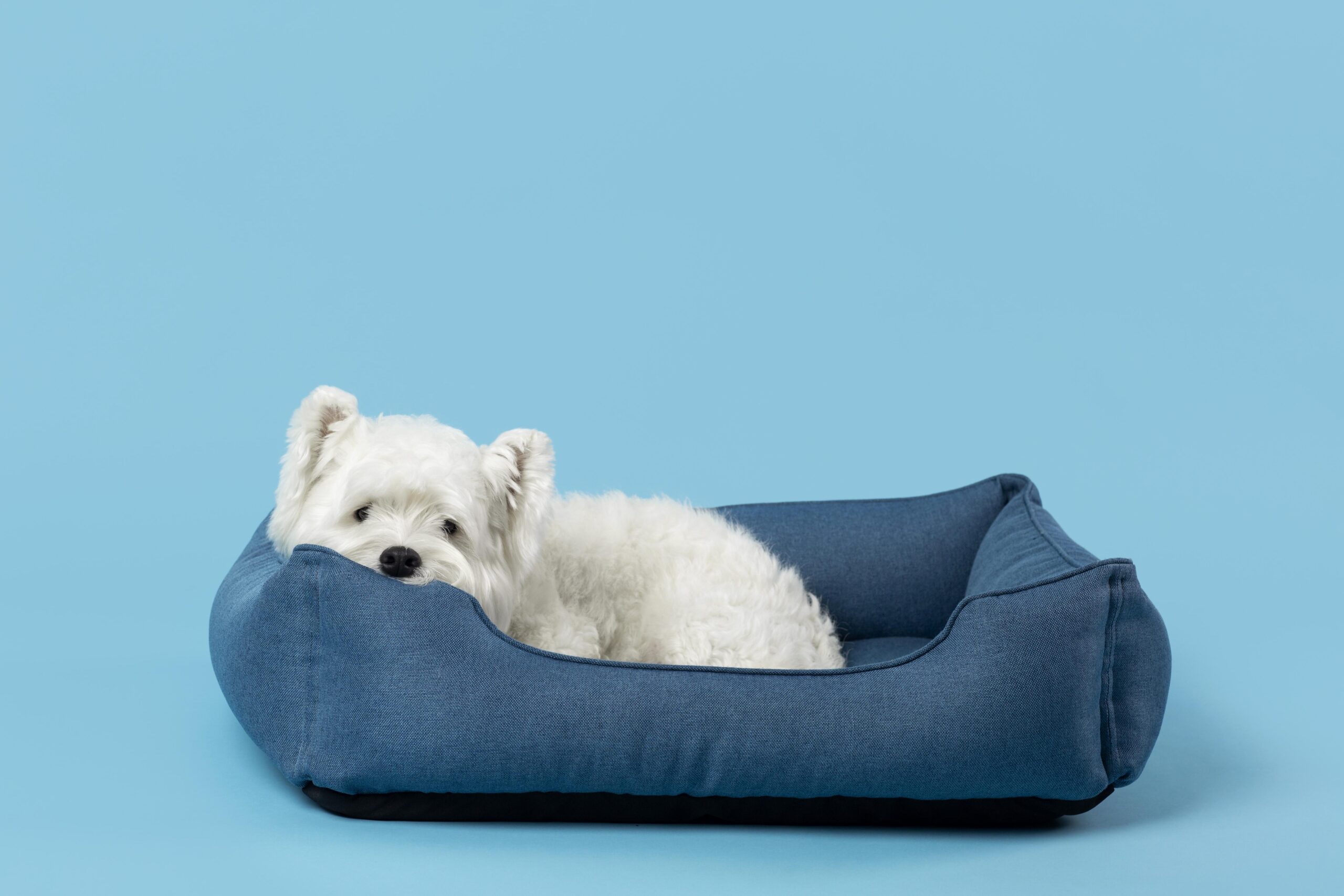 A Guide to Choosing the Best Dog Beds for Puppies