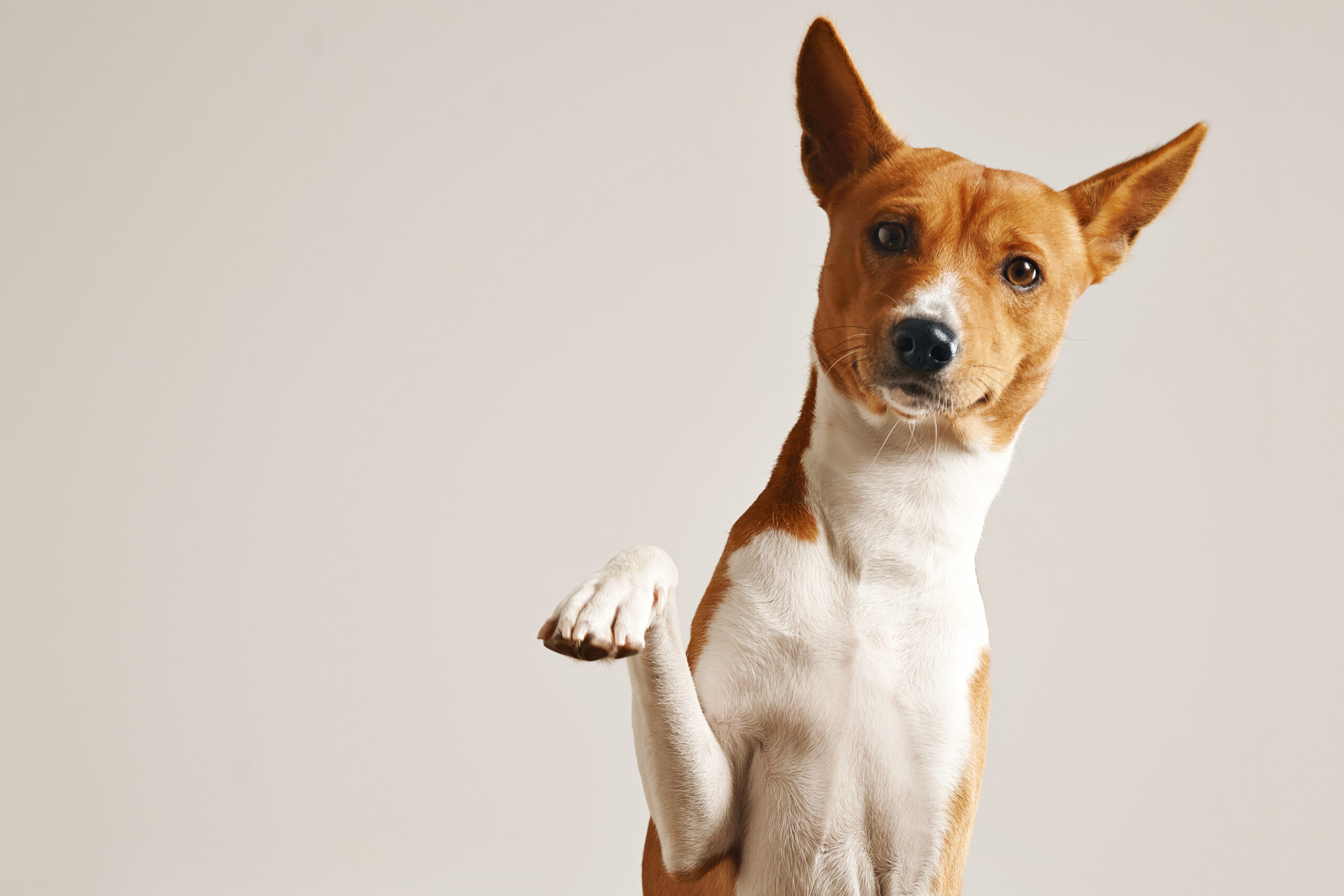 Five Tips For Efficiently Training Your New Dog