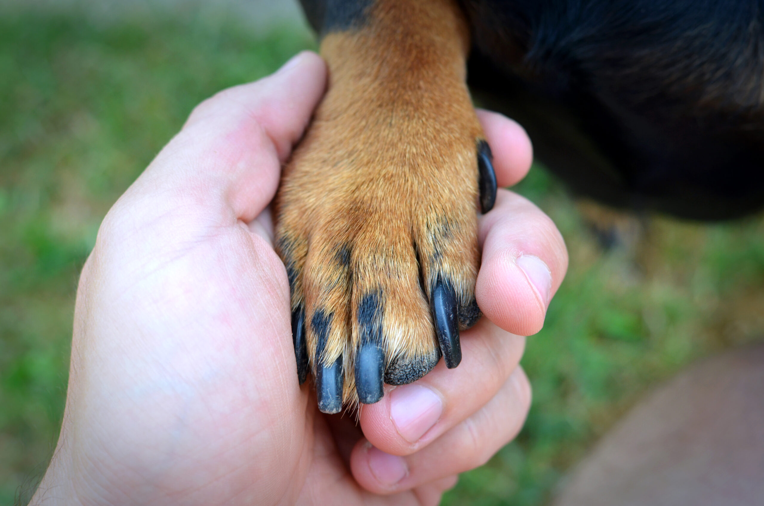 Handling a Broken Nail in Your Dog: Steps for Care and Comfort