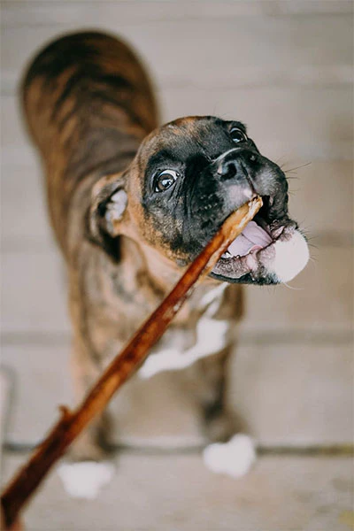 Exploring the Benefits of Bully Sticks for Canine Health and Happiness