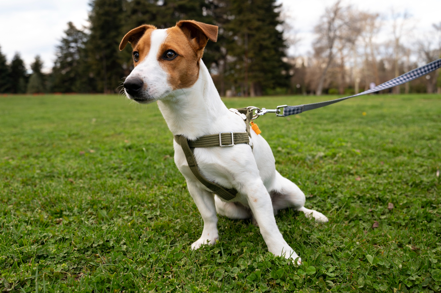 A Step-by-Step Guide on How to Measure a Dog for a Harness