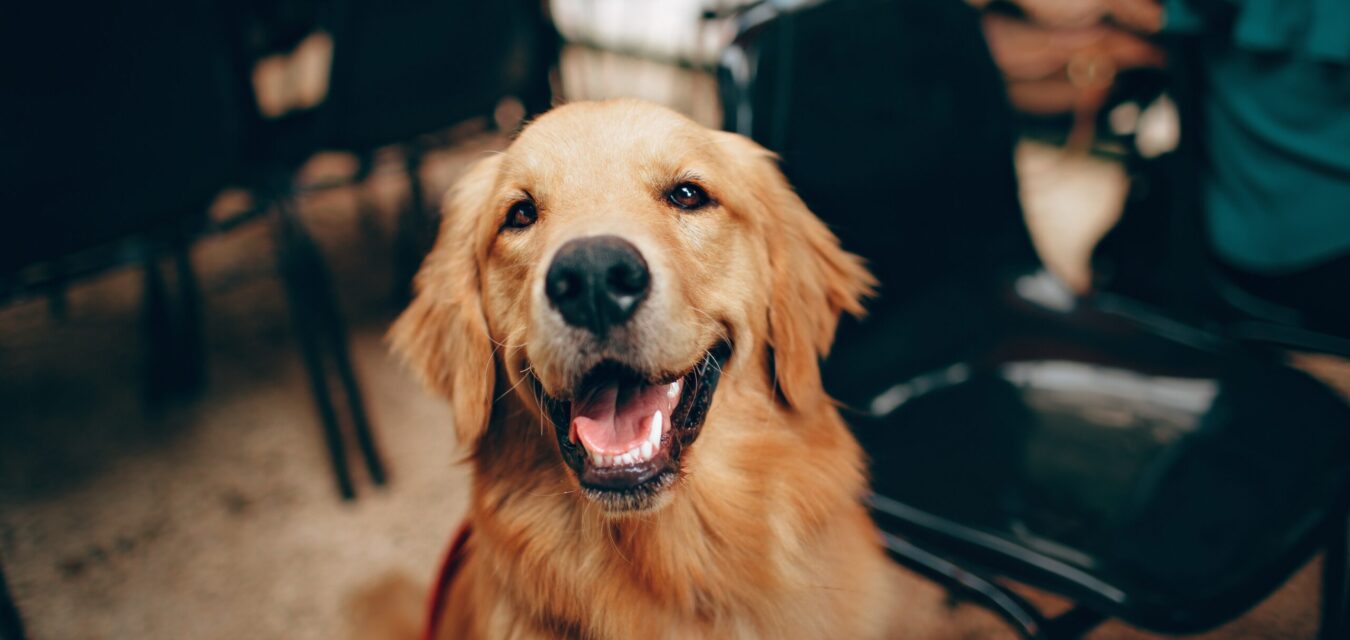 Blog For Dog Lovers