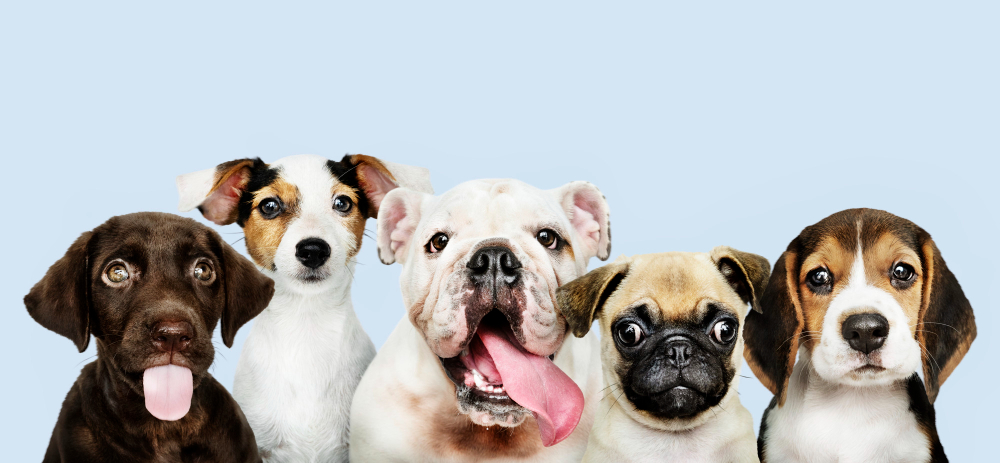 Choosing the Right Dog Breed for Your Lifestyle