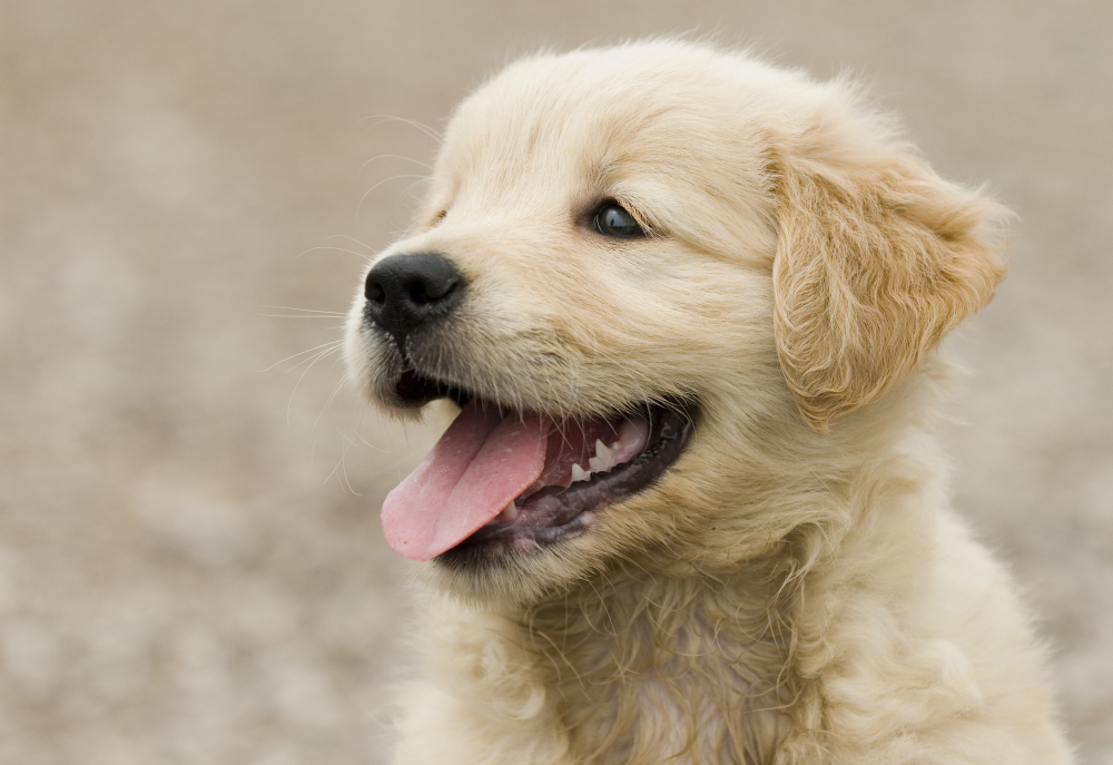 golden retriever