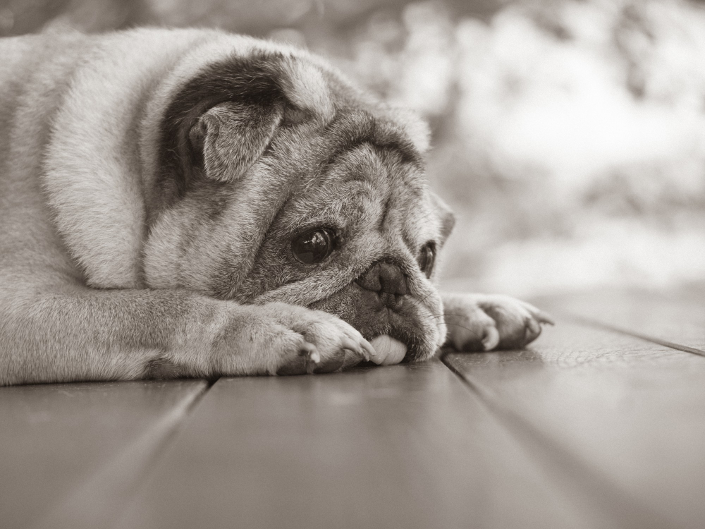 separation anxiety in dogs