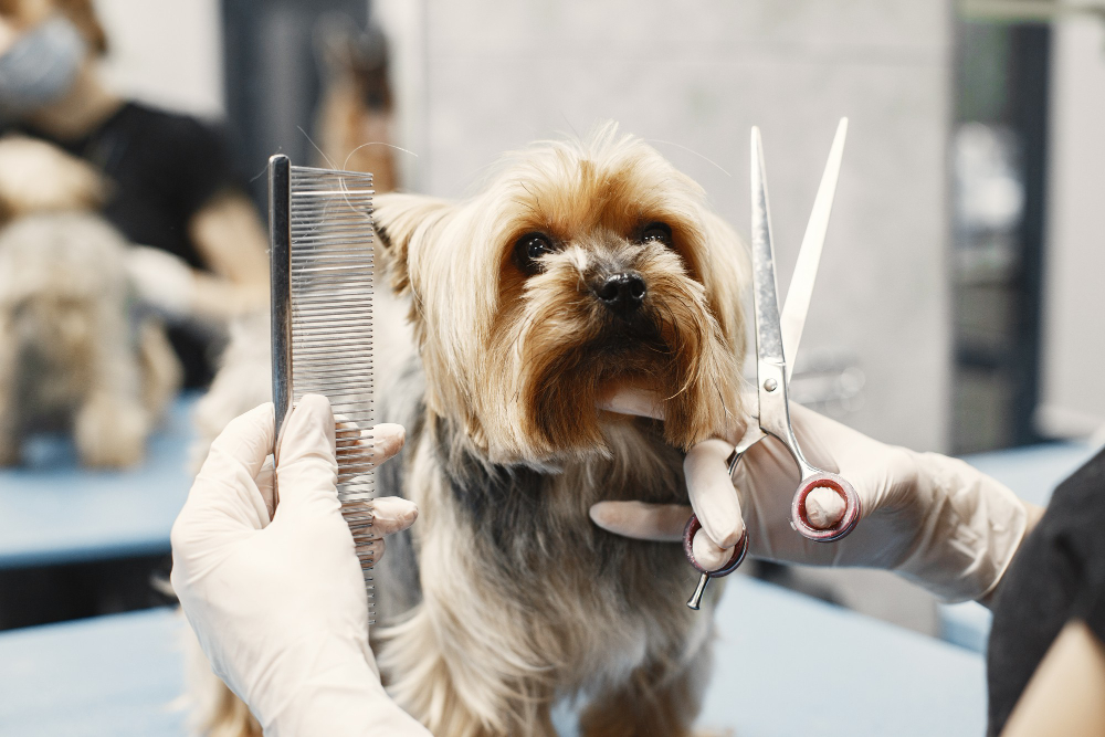 dog grooming tips
