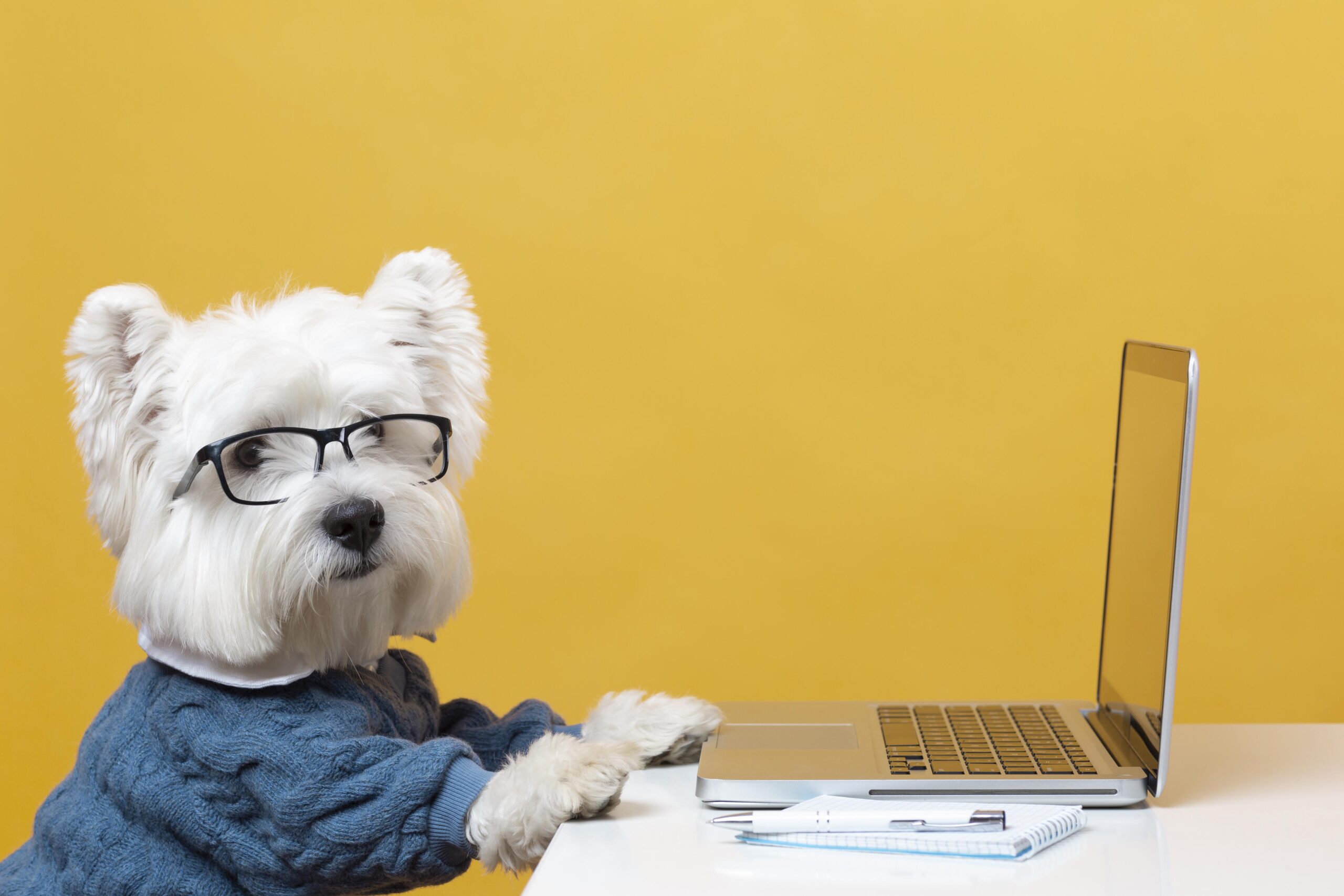 smart dog using laptop