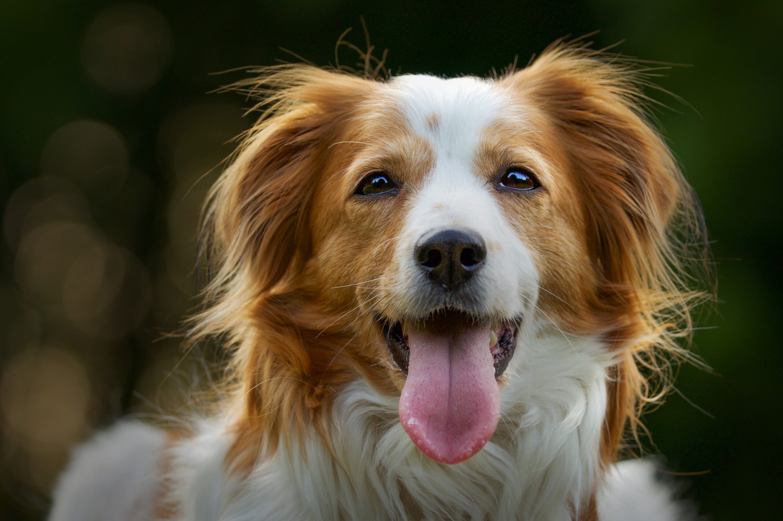 puppy training tips
